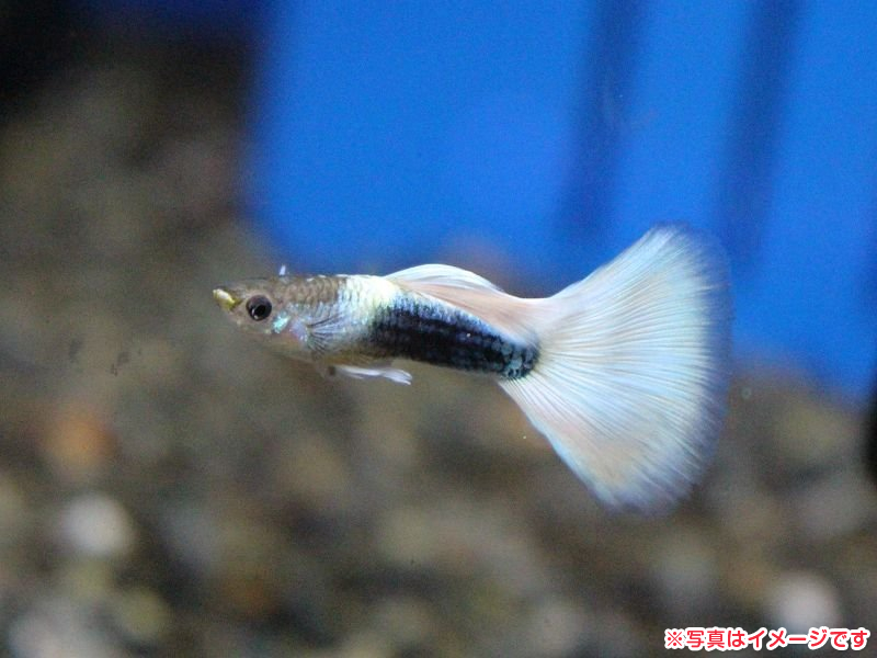 国産グッピー ドイツイエロー 子猫販売 詳細 ペットショップ ワンラブ