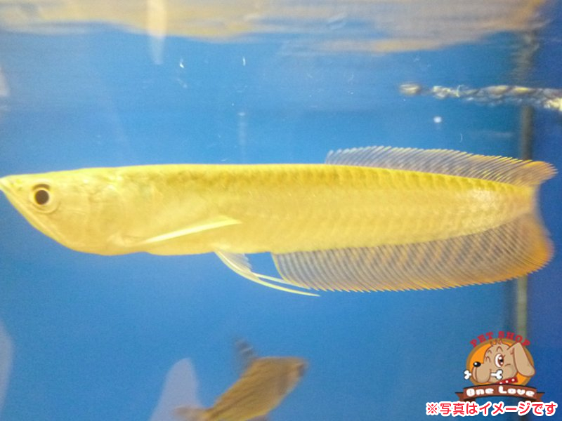 熱帯魚 海水魚をお探しの方はこちらの在籍一覧へ ペットショップワンラブ
