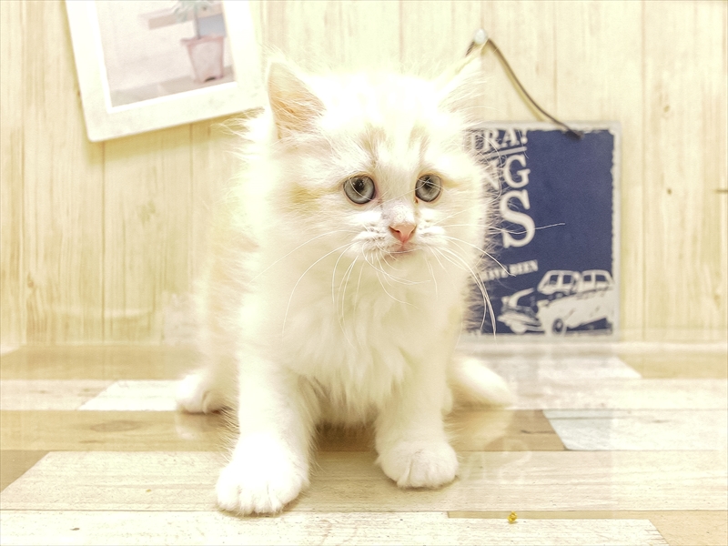 サイベリアン カメオホワイト 女の子 子猫販売・詳細 ペット