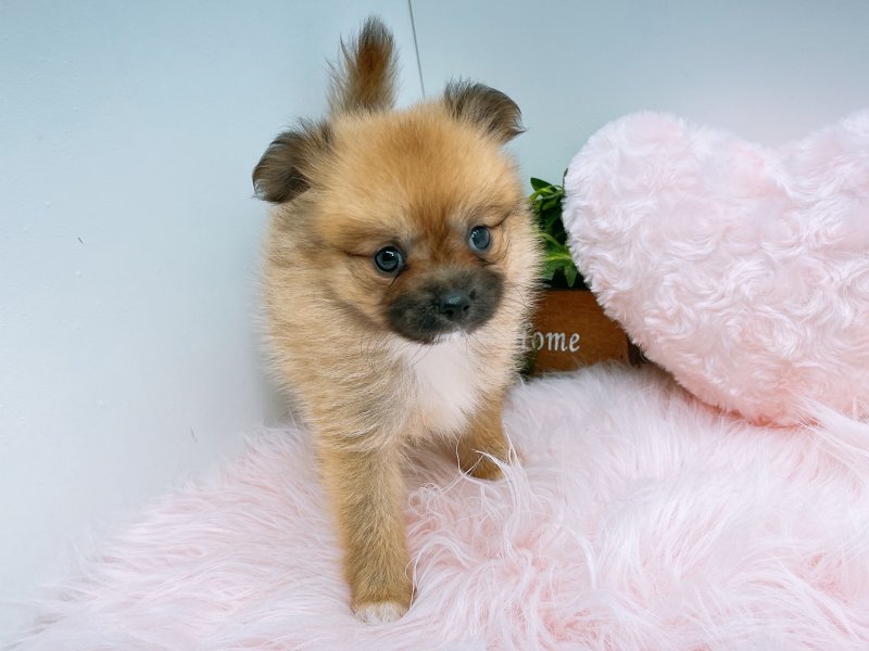 ポメ子様 71fHoqJ6nwL._AC_UF1000,