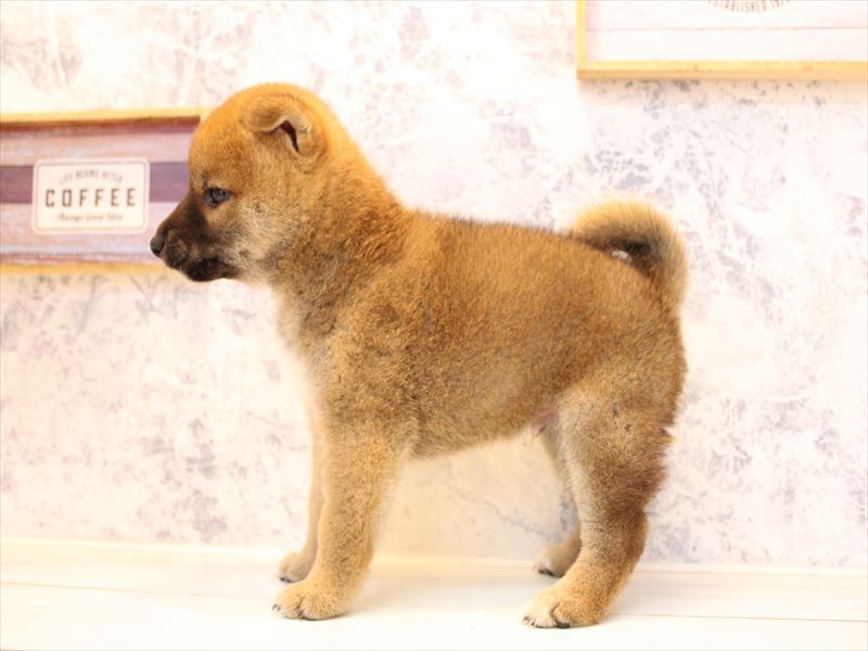 シバケン【柴犬】 赤 男の子 子犬販売・詳細 ペットショップ ワンラブ