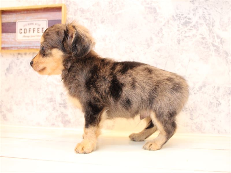 チワックス ﾁﾜｯｸｽ【ﾁﾜﾜ×ﾀﾞｯｸｽ】 シルバーダップル 男の子 子犬販売・詳細