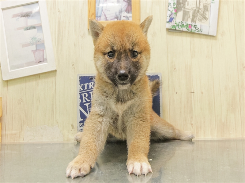 しばけん 高品質】レーシングブレーキシュー ライブディオSRライブディオ