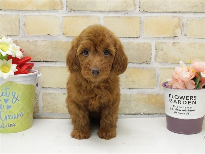 ﾀﾞｯﾌﾟｰ【ﾀﾞｯｸｽ×ﾄｲﾌﾟｰﾄﾞﾙ】 レッド 女の子 子犬販売・詳細 ペット