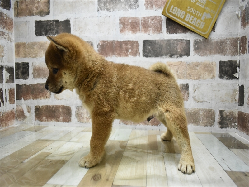 シバケン【柴犬】 赤 男の子 子犬販売・詳細 ペットショップ ワンラブ