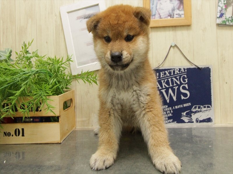 シバケン【柴犬】 赤 男の子 子犬販売・詳細 ペットショップ ワンラブ