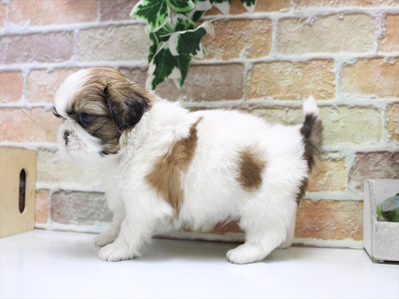 シーズーLOVE 1/1購入予定 シーズー ゴールドホワイト 男の子 子犬販売