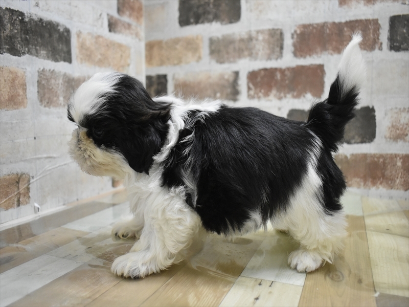 シーズー ブラックホワイト 男の子 子犬販売・詳細 ペットショップ