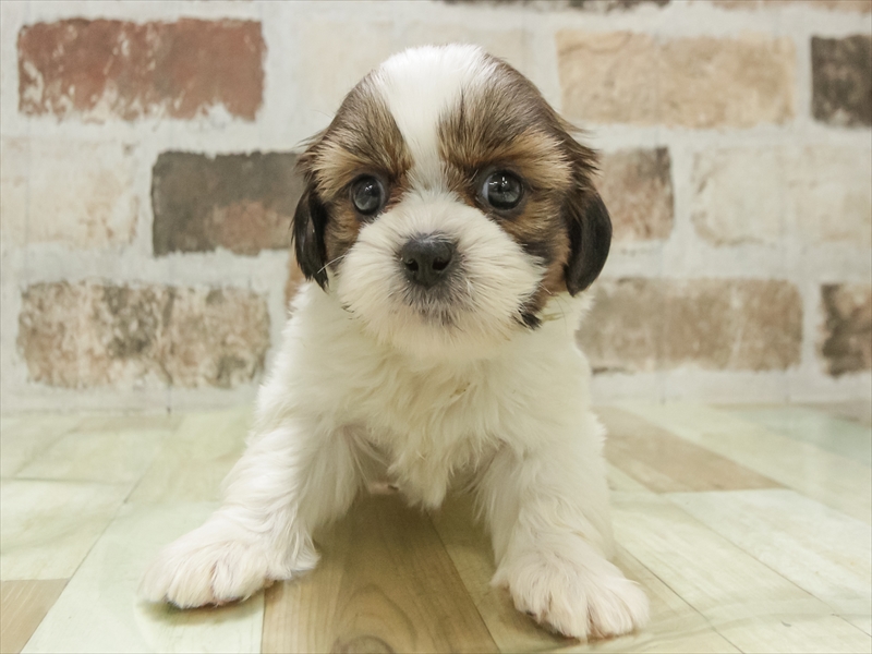 シーズーLOVE 1/1購入予定 LOVEシーズー - LINE スタンプ | LINE STORE