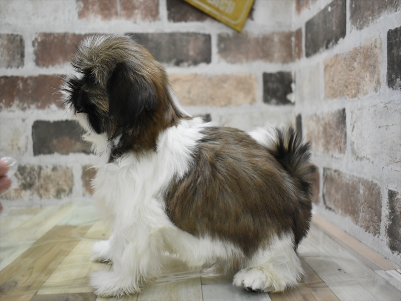 シーズー ホワイトブラウン 男の子 子犬販売・詳細 ペットショップ