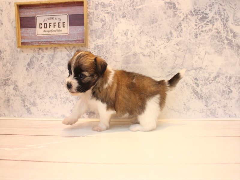 ﾏﾙｯｸｽ【ﾏﾙﾁｰｽﾞ×ﾀﾞｯｸｽ】 レッドホワイト 男の子 子犬販売・詳細 ペット