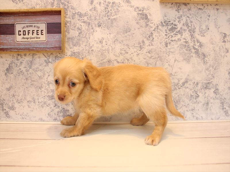 ﾁﾜｯｸｽ【ﾁﾜﾜ×ﾀﾞｯｸｽ】 クリーム 女の子 子犬販売・詳細 ペットショップ