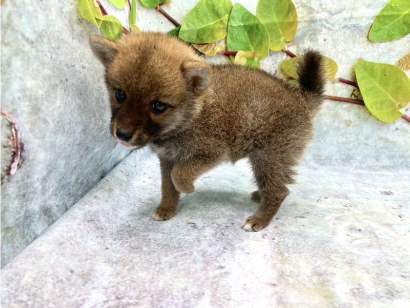 ｼﾊﾞﾊｰﾌ【ﾏﾒｼﾊﾞx柴犬】 赤 女の子 子犬販売・詳細 ペットショップ ワンラブ