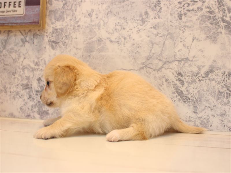 ﾁﾜｯｸｽ【ﾁﾜﾜ×ﾀﾞｯｸｽ】 クリーム 男の子 子犬販売・詳細 ペットショップ
