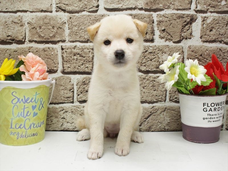 マメシバ【豆柴】 白 女の子 子犬販売・詳細 ペットショップ ワンラブ