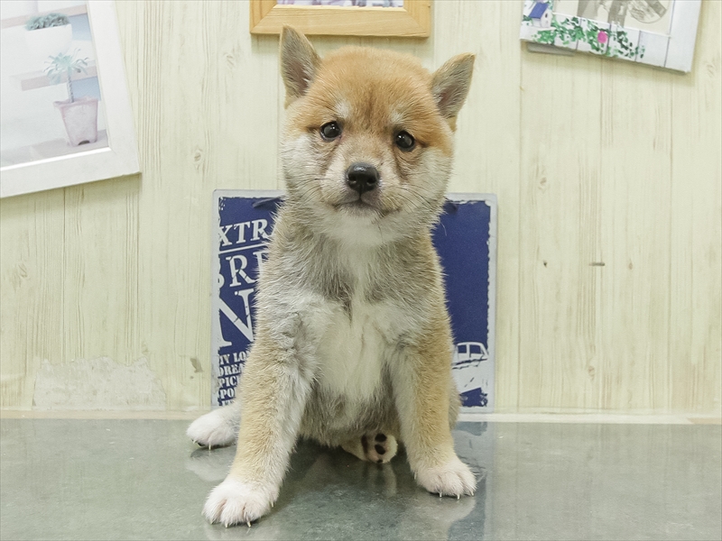 マメシバ【豆柴】 赤 女の子 子犬販売・詳細 ペットショップ ワンラブ