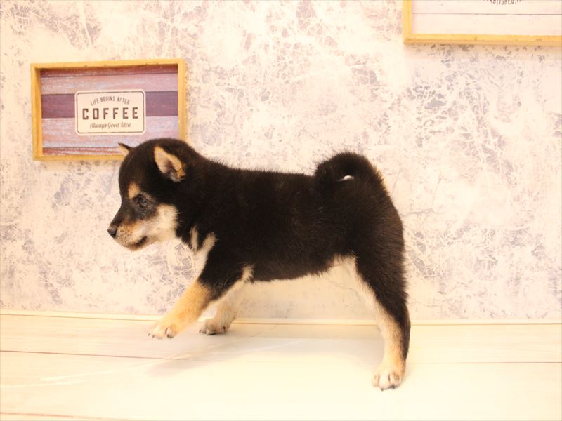 マメシバ♡ マメシバ【豆柴】 黒 女の子 子犬販売・詳細 ペットショップ ワンラブ
