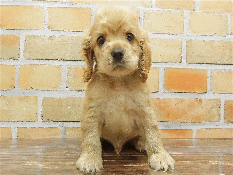 アメリカンコッカー・スパニエル バフ 男の子 子犬販売・詳細 ペット