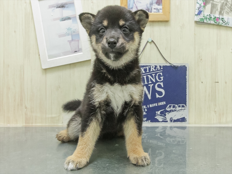 マメシバ【豆柴】 黒 女の子 子犬販売・詳細 ペットショップ ワンラブ