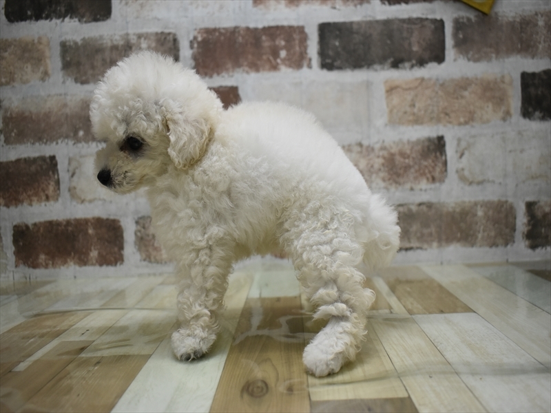 トイプードル ホワイト 男の子 子犬販売・詳細 ペットショップ ワンラブ