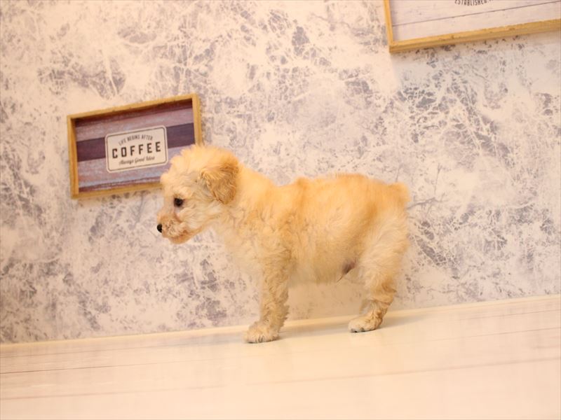 トイプードル アプリコット 男の子 子犬販売・詳細 ペットショップ