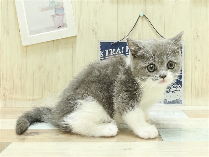スコティッシュフォールド ブルーホワイト 女の子 子猫販売