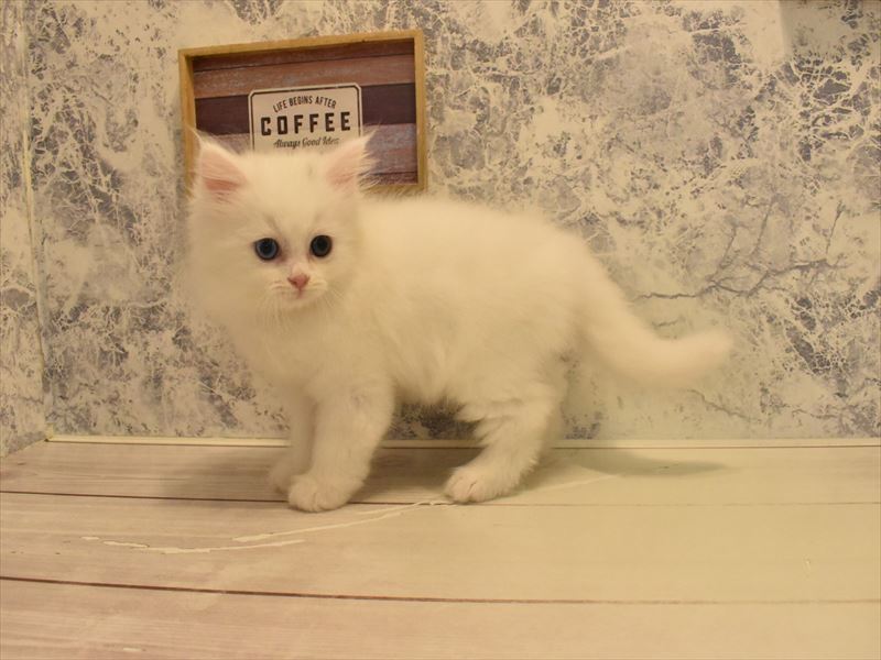 シューコービゴ、ベロ猫男の子 yukako (@blcmlcln) • Instagram photos and videos