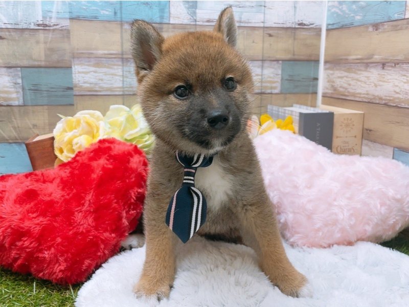 シバケン【柴犬】 赤 男の子 子犬販売・詳細 ペットショップ