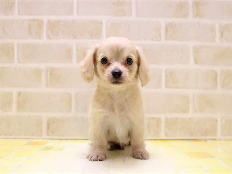 本日値下げ　新品　ホワイトゴールド　犬モチーフ南洋真珠タイタック　男女兼用 楽天市場】パール タイタック 真珠 タイピン メンズ 男性用