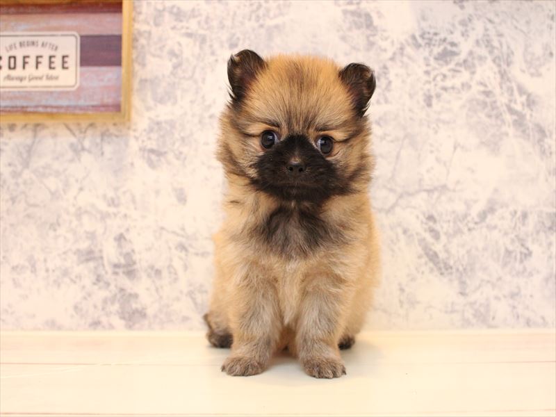 An＊様♥️オーダーページ　ポメラニアン　チワワ　持ち手付きポーチ等 楽天市場】ポメラニアン ポーチの通販