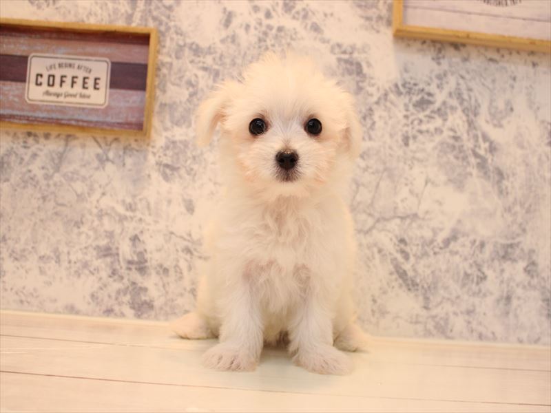 ﾏﾙﾁﾜﾜ【ﾏﾙﾁｰｽﾞ×ﾁﾜﾜ】 ホワイト 女の子 子犬販売・詳細 ペット