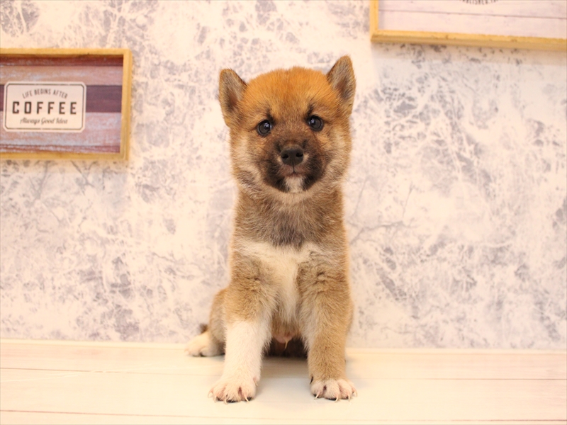 しばけん シバケン【柴犬】 赤 男の子 子犬販売・詳細 ペットショップ