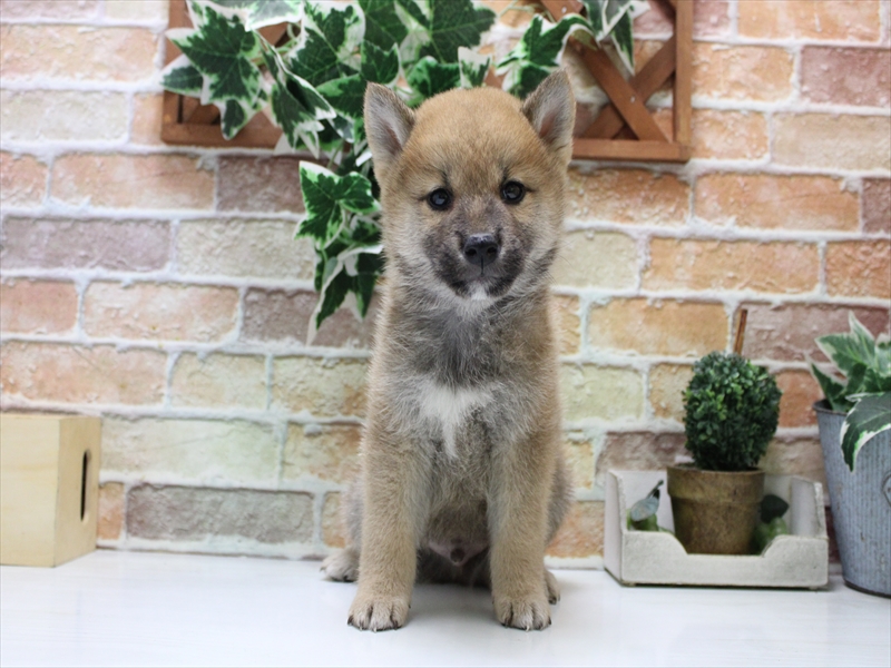 しばけん メンズ スウェット スエット トレーナー 柴犬 いばけん 犬