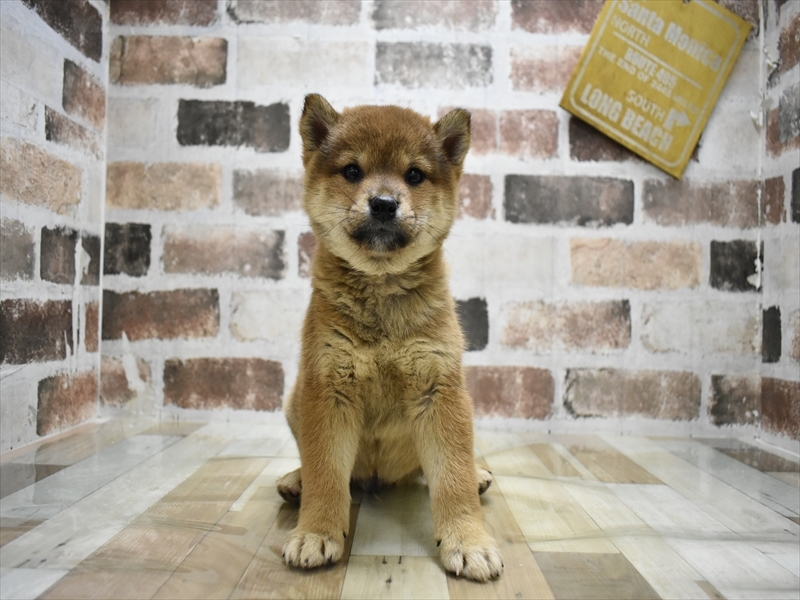 シバケン【柴犬】 赤 男の子 子犬販売・詳細 ペットショップ ワンラブ