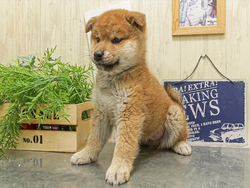 シバケン【柴犬】 赤 男の子 子犬販売・詳細 ペットショップ ワンラブ
