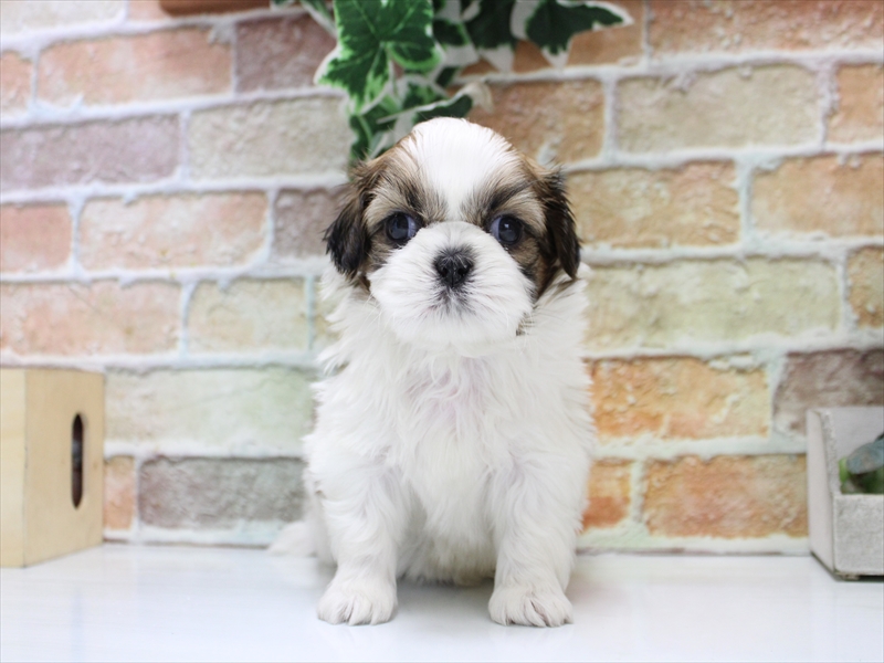 シーズー ホワイトゴールド 男の子 子犬販売・詳細 ペットショップ