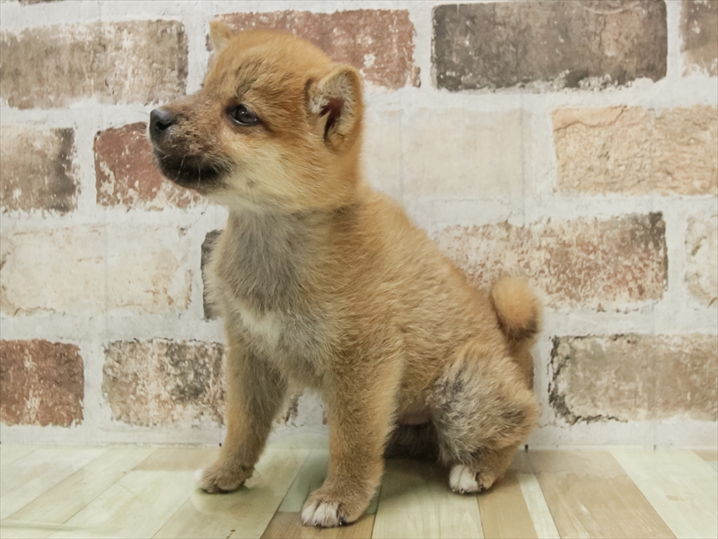 シバケン【柴犬】 赤 男の子 子犬販売・詳細 ペットショップ ワンラブ