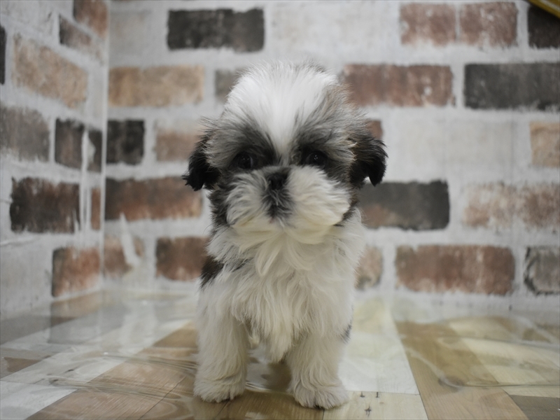 シーズー ゴールドホワイト 男の子 子犬販売・詳細 ペットショップ