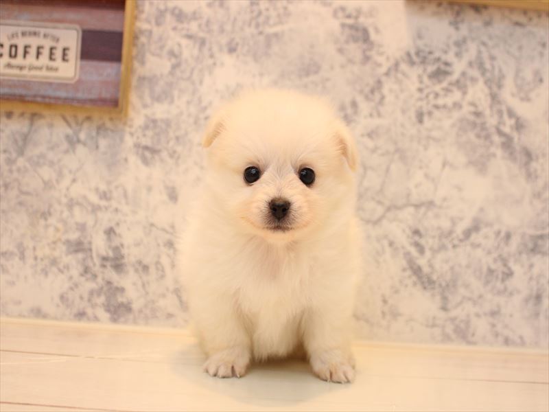ﾎﾟﾒｯｸｽ【ﾎﾟﾒﾗﾆｱﾝ×ﾀﾞｯｸｽ】 ホワイト 男の子 子犬販売・詳細 ペット