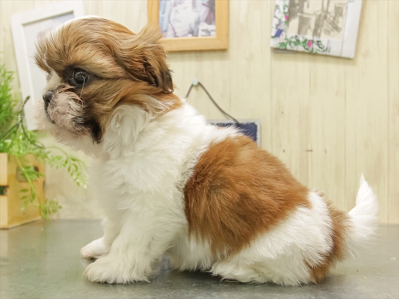 シーズーLOVE 1/1購入予定 シーズー ゴールドホワイト 女の子 子犬販売