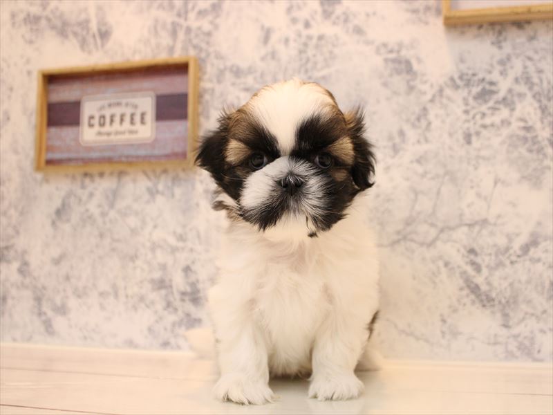 シーズーLOVE 1/1購入予定 シーズー ゴールドホワイト 女の子 子犬販売