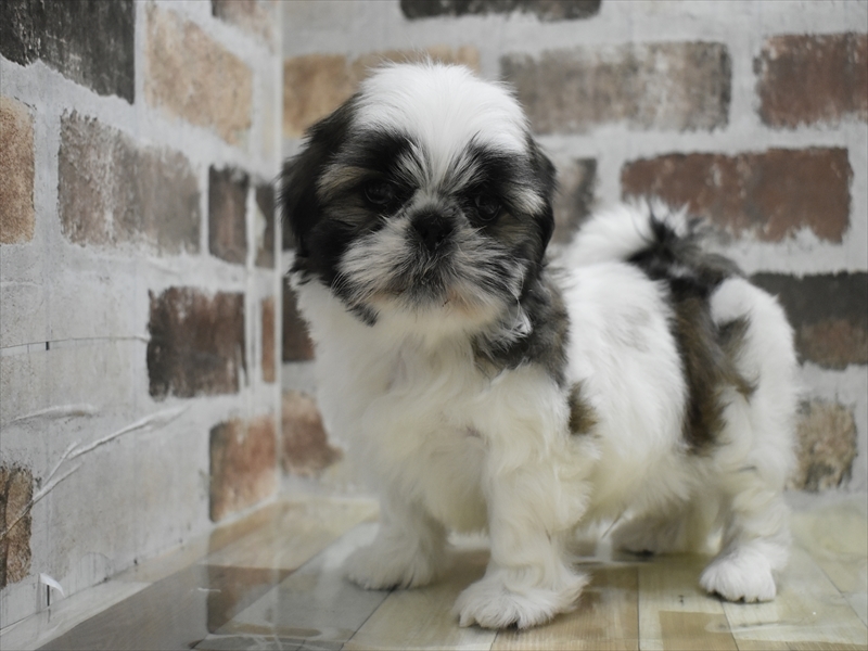 シーズーLOVE 1/1購入予定 シーズーLOVE 1/1購入予定 シーズー ゴールドホワイト 男の子 子犬販売