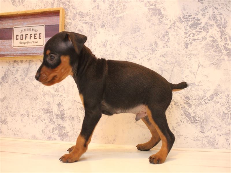 ミニチュアピンシャー【ミニピン】 ブラックタン 男の子 子犬販売