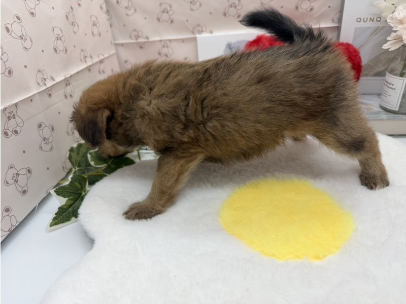 ﾎﾟﾒﾌﾟｰ【ﾎﾟﾒﾗﾆｱﾝ×ﾄｲﾌﾟｰﾄﾞﾙ】 レッド 女の子 子犬販売・詳細 ペット