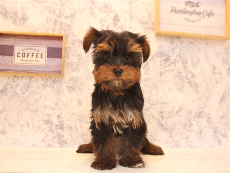 ヨークシャーテリア【ヨーキー】 スチールブルータン 女の子 子犬販売