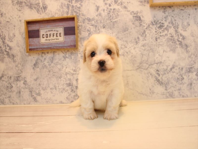 ﾏﾙｯｸｽ【ﾏﾙﾁｰｽﾞ×ﾀﾞｯｸｽ】 ホワイト 女の子 子犬販売・詳細 ペット