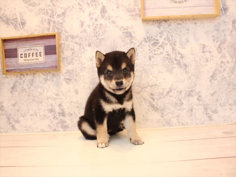 マメシバ【豆柴】 黒 女の子 子犬販売・詳細 ペットショップ ワンラブ