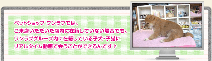 ペットショップ ワンラブでは、ご来店いただいた店内に在籍していない場合でも、ワンラブグループ内に在籍している子犬・子猫にリアルタイム動画で会うことができるんです♪