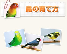 鳥の育て方