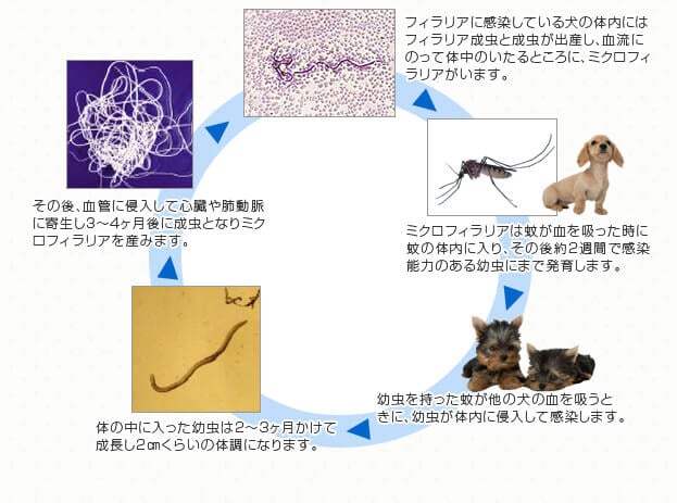 フィラリアの感染経路